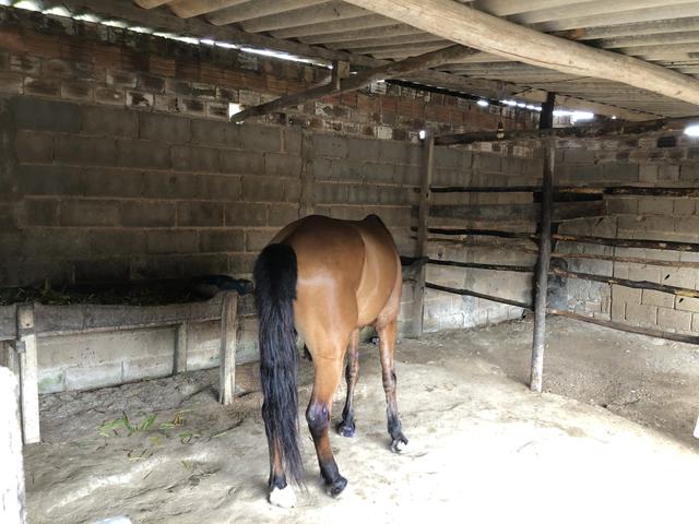 Cavalo baxeiro muito andando tenho vídeo - Foto 3