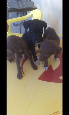 Cachorro labrador