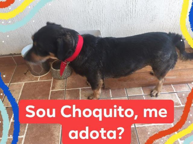 Doando Cacau e Choquito - Foto 3
