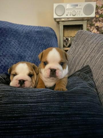 Bulldog Inglês branco/malhado/vermelho/red brindle, com garantias genéticas e suporte vet!