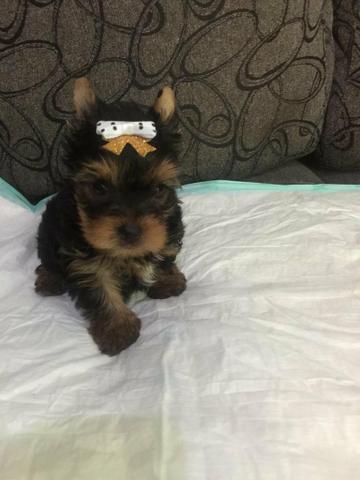 Yorkshire Terrier