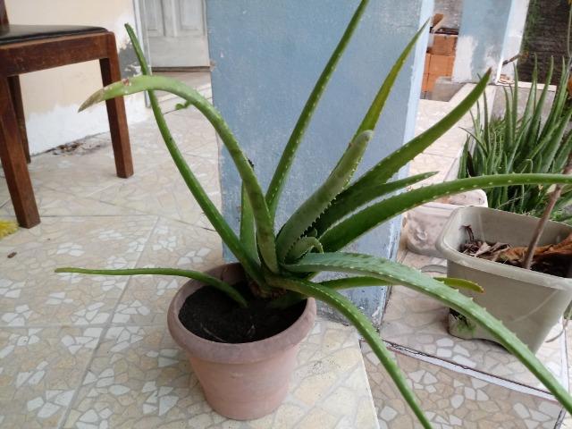 Mudas de Babosa Real- Aloe Vera R$ 100 OBS:(Já com a entrega!)