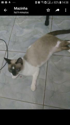 Gatinha CASTRADA, linda e dócil para adoção responsável - Foto 2