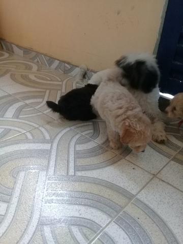 Vendo filhote de pulletoy com pulle 02 - Foto 4