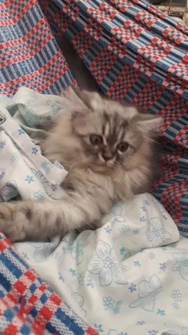 Vendo filhote de Gato Persa - Foto 3