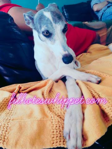 Reserve lindos filhotes whippet - Foto 5