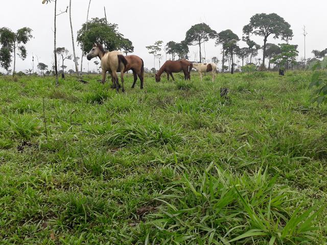 Colonia no Porto Alonso R$ 150.000,00