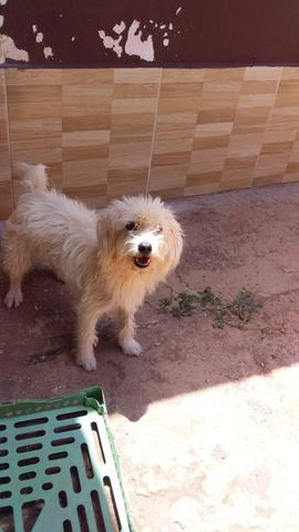 Cachorros doação - Foto 3