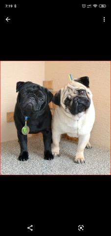 Pug filhote - Foto 4