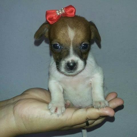 Chihuahua x pinscher só 150 - Foto 2