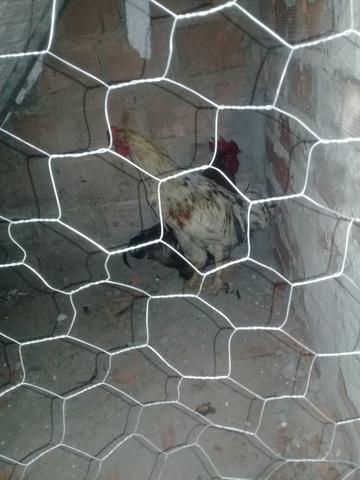 Vendo Dois galo da terra valor