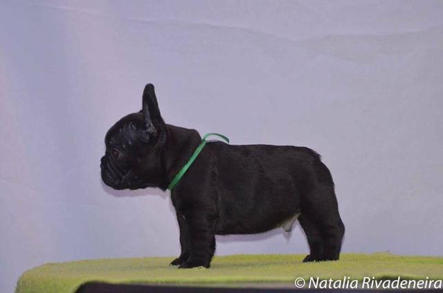 Buldog francês, canil PS.