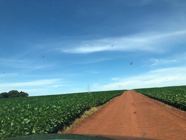 130 Alq. em Lavoura. Paraúna-GO. (Terra de Primeira) - Foto 6