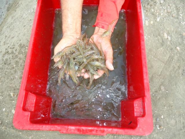 Vendo Fazenda de Camarão em Mossoró ? RN - Foto 3