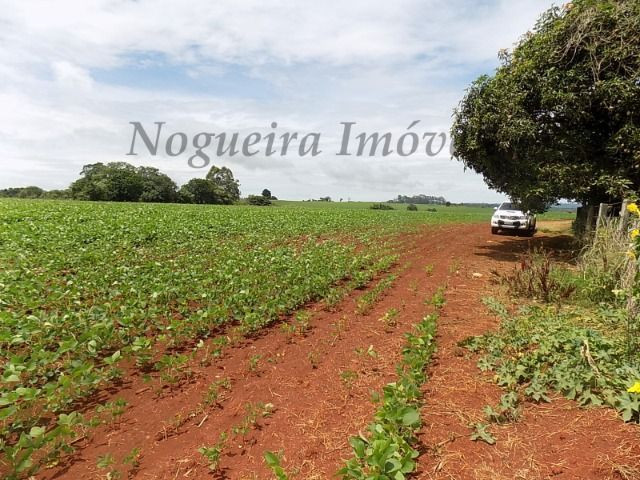 Sítio na região, área com 24 alqueires, terra vermelha (Nogueira Imóveis Rurais)