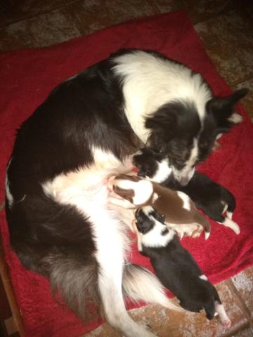 Border Collies lindos filhotes com registro - Foto 3
