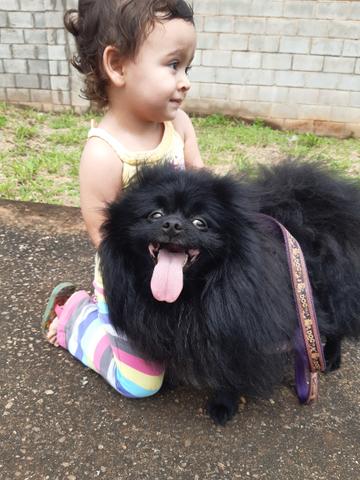 Spitz alemão disponivel pra cobertura