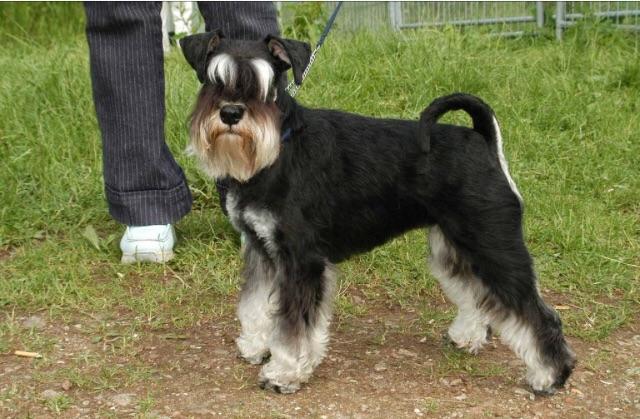 Schnauzer mini black e Silver