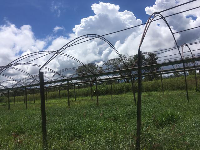 Estufa agrícola 2 por 6.300R$ - Foto 2
