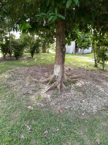 Chacara - Foto 4