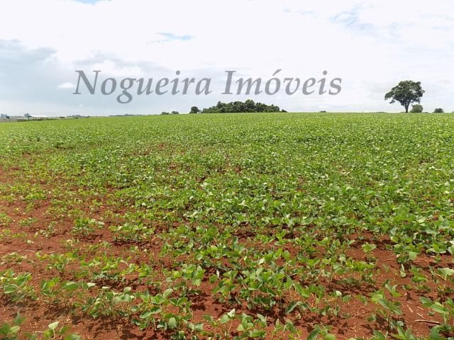 Sítio na região, área com 24 alqueires, terra vermelha (Nogueira Imóveis Rurais) - Foto 9