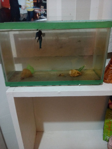 Aquario