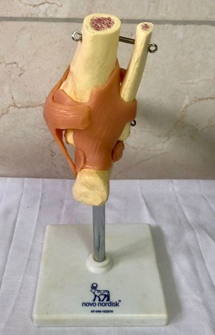 Modelo anatômico de articulação de pé - Foto 4