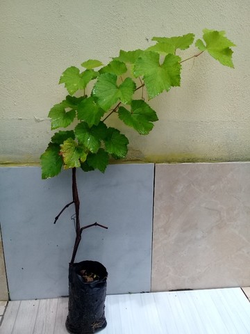 Mudas de Uvas Niagara Rosada - Foto 3