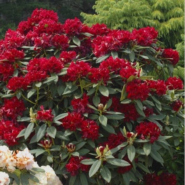Rododendro vermelho a venda Campos do Jordão 