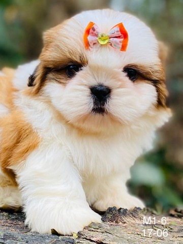 Shihtzu menores do mundo  - Foto 2