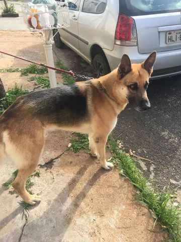 Pastor alemao cruzar  +4 anúncios na OLX Brasil