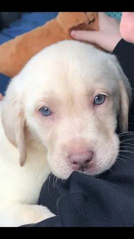       Labrador filhotinhos entregamos temos fêmea disponível  - Foto 4