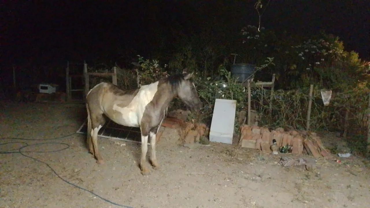 vendo ou troco égua pampa - Foto 2