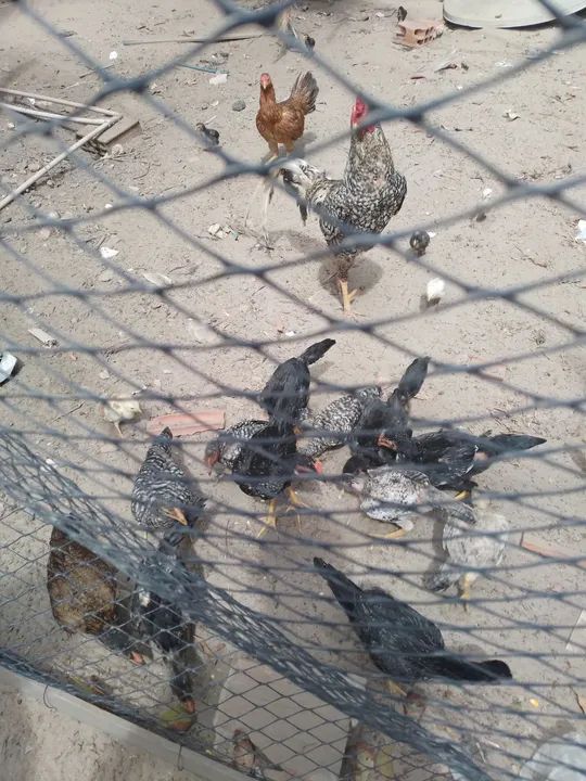 Frangos carijo casal 80 reais  - Foto 4