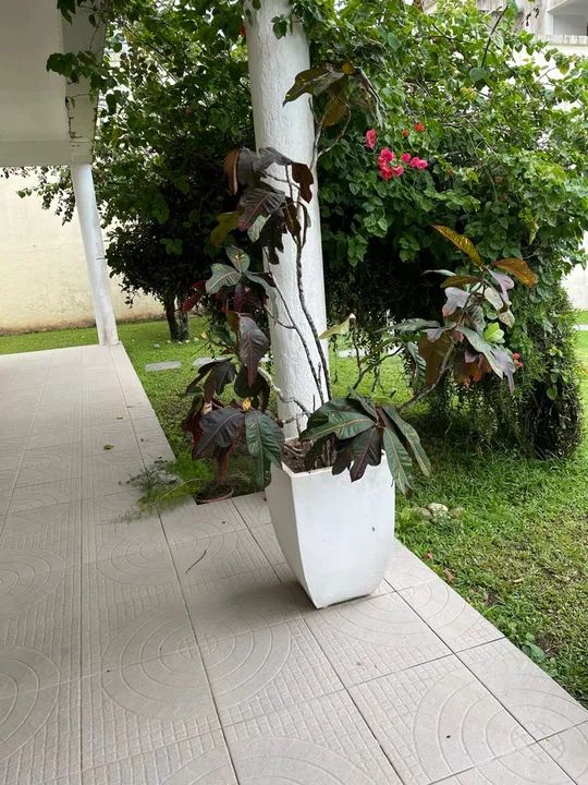 Quatro vasos de planta em