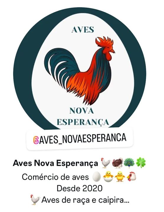 Frangos Caipiras para venda com 120 dias - Foto 5