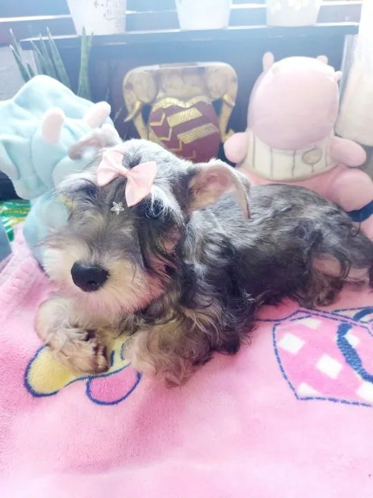 Scnhauzer macho  - Foto 2