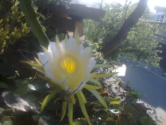 Mudas de Pitaya Vermelha Polpa Branca ou Vermelha - Guarulhos - Foto 2