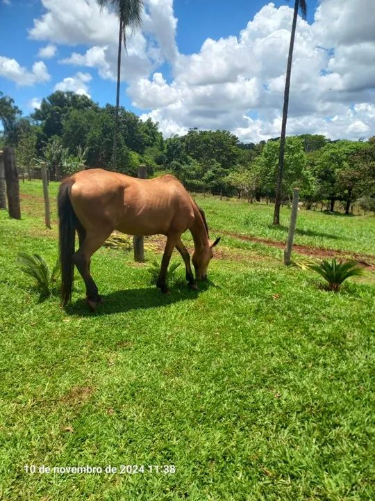 Vendo Egua meio sangue quarto de milha - Foto 2