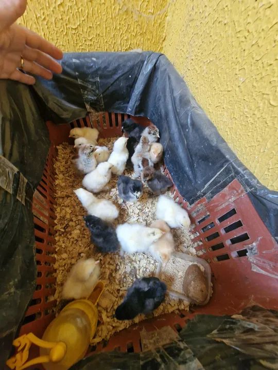 PINTOS RACA BRAHMA DE 5 DIAS 10,00 - Foto 2