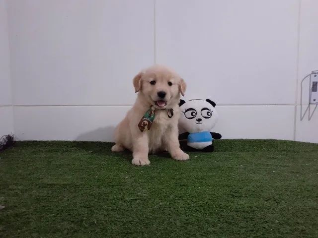 Golden Retriever =] - Foto 2