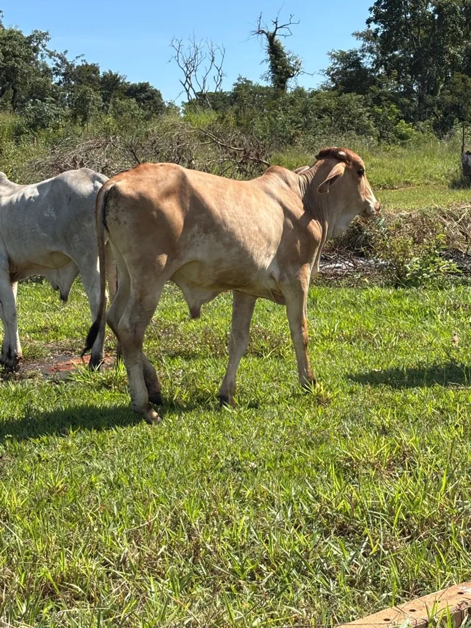 Bezerro macho