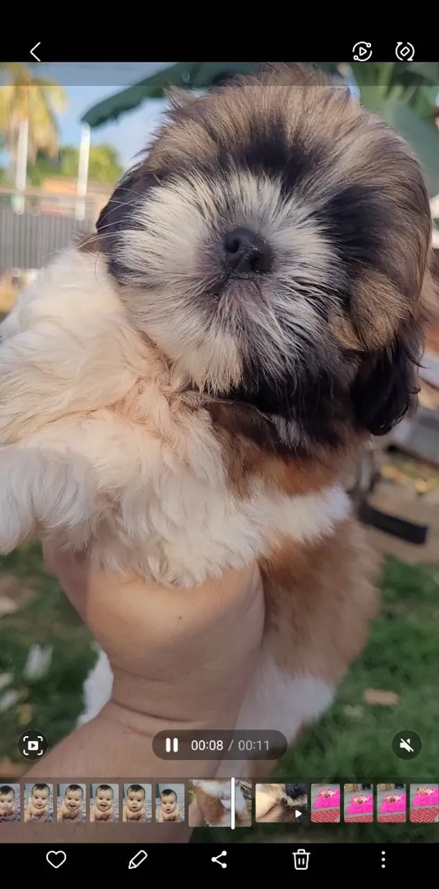 Shih tzu macho