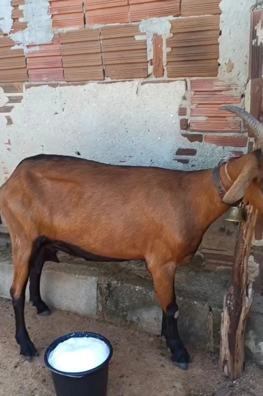 Cabras leiteiras
