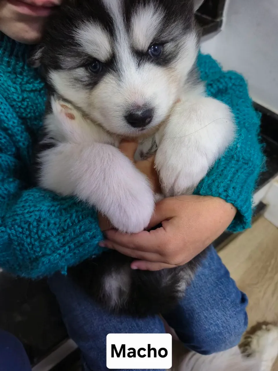 Lindos Filhotes de Husky Wooly Alto Padrao Olhos Azuis!!