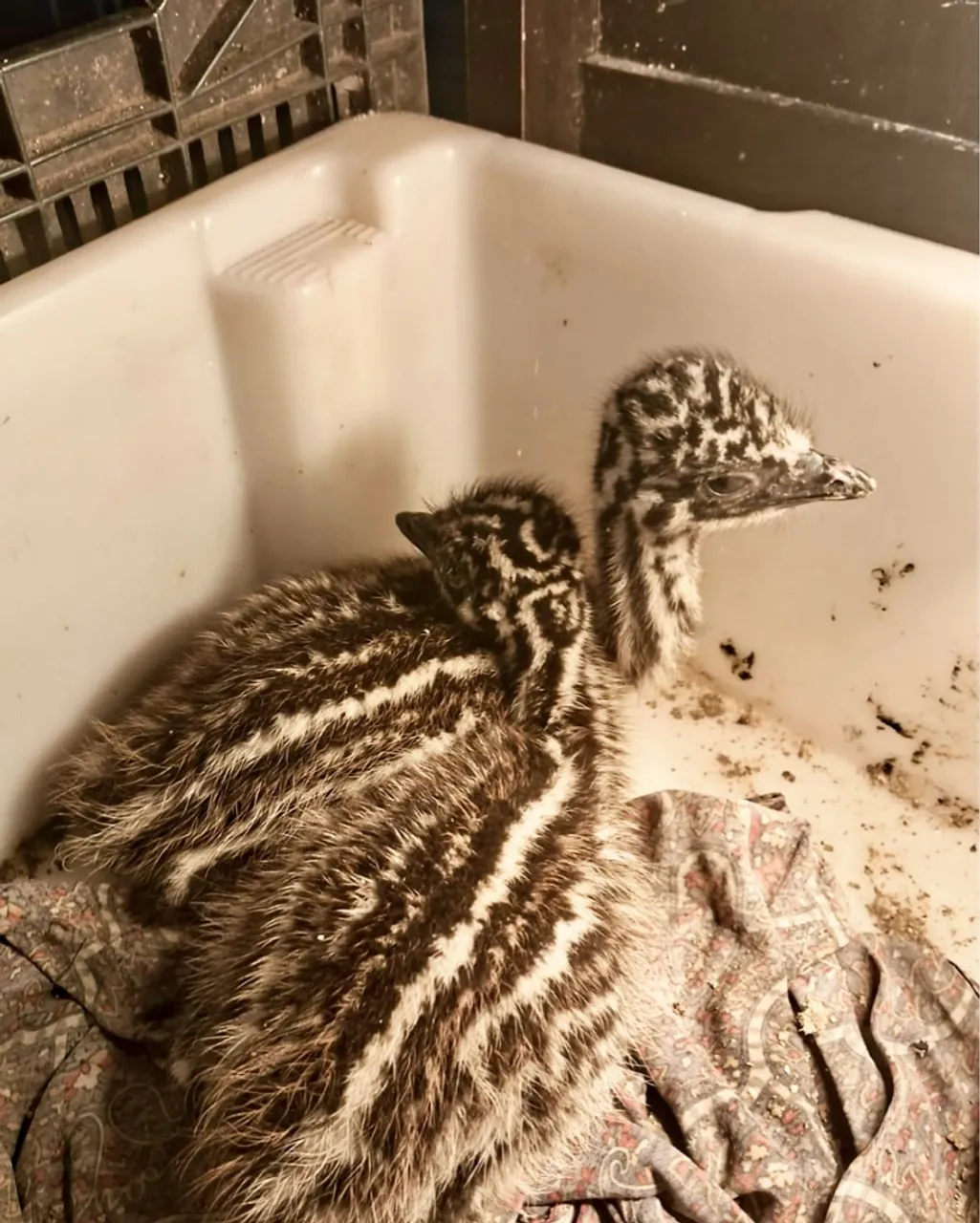 Filhotes Emu Australiano
