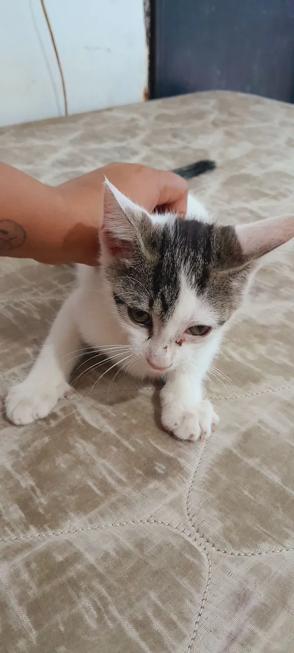 Gatinho macho e fofo para adoção!