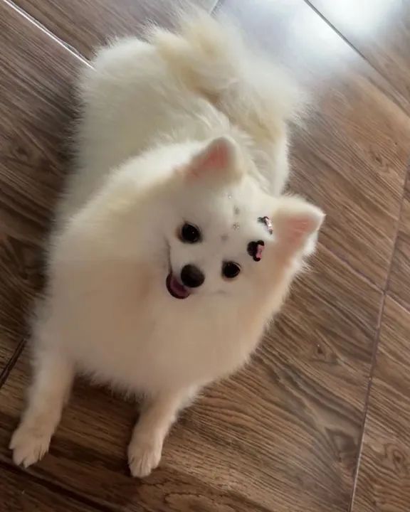 Vendo casal de spitz alemão  - Foto 3