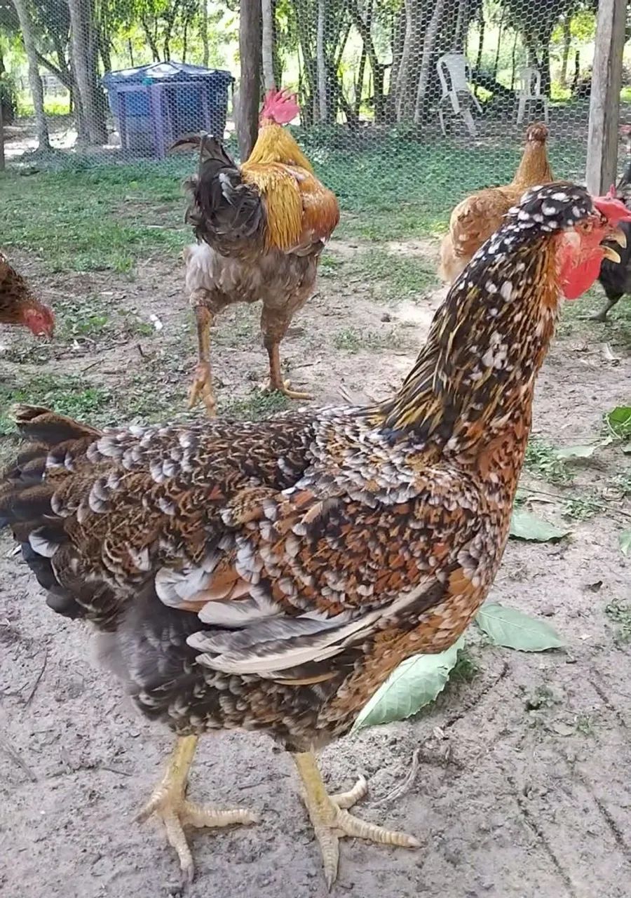 Vendemos ovos,pintos frangos GSB 
