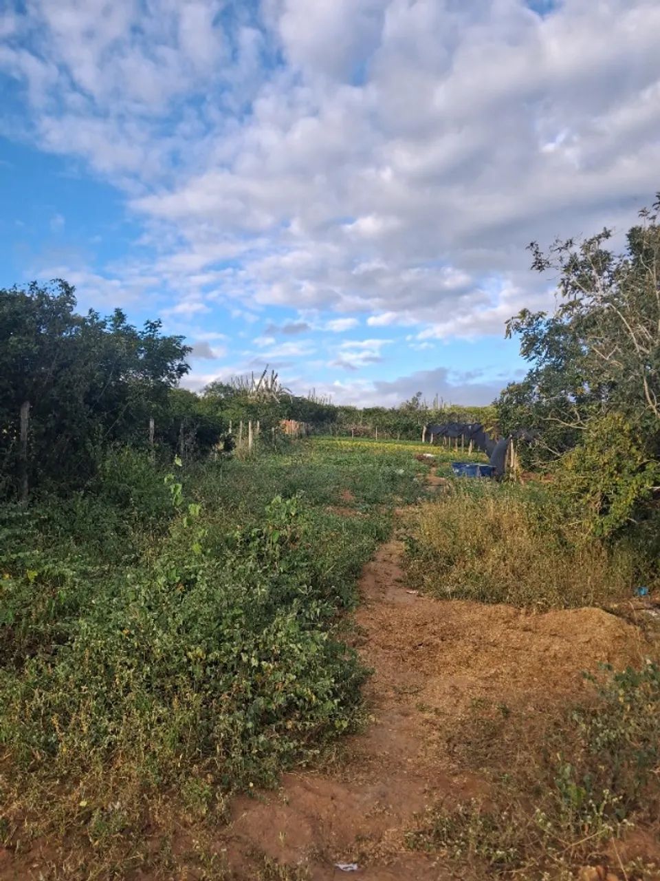 Terreno 10x63m Em Conceição do Coité - Açude Itarandi - Foto 5